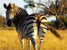 Südliches Afrika, Zambia: Wildes Zambia - Wildes Zebra